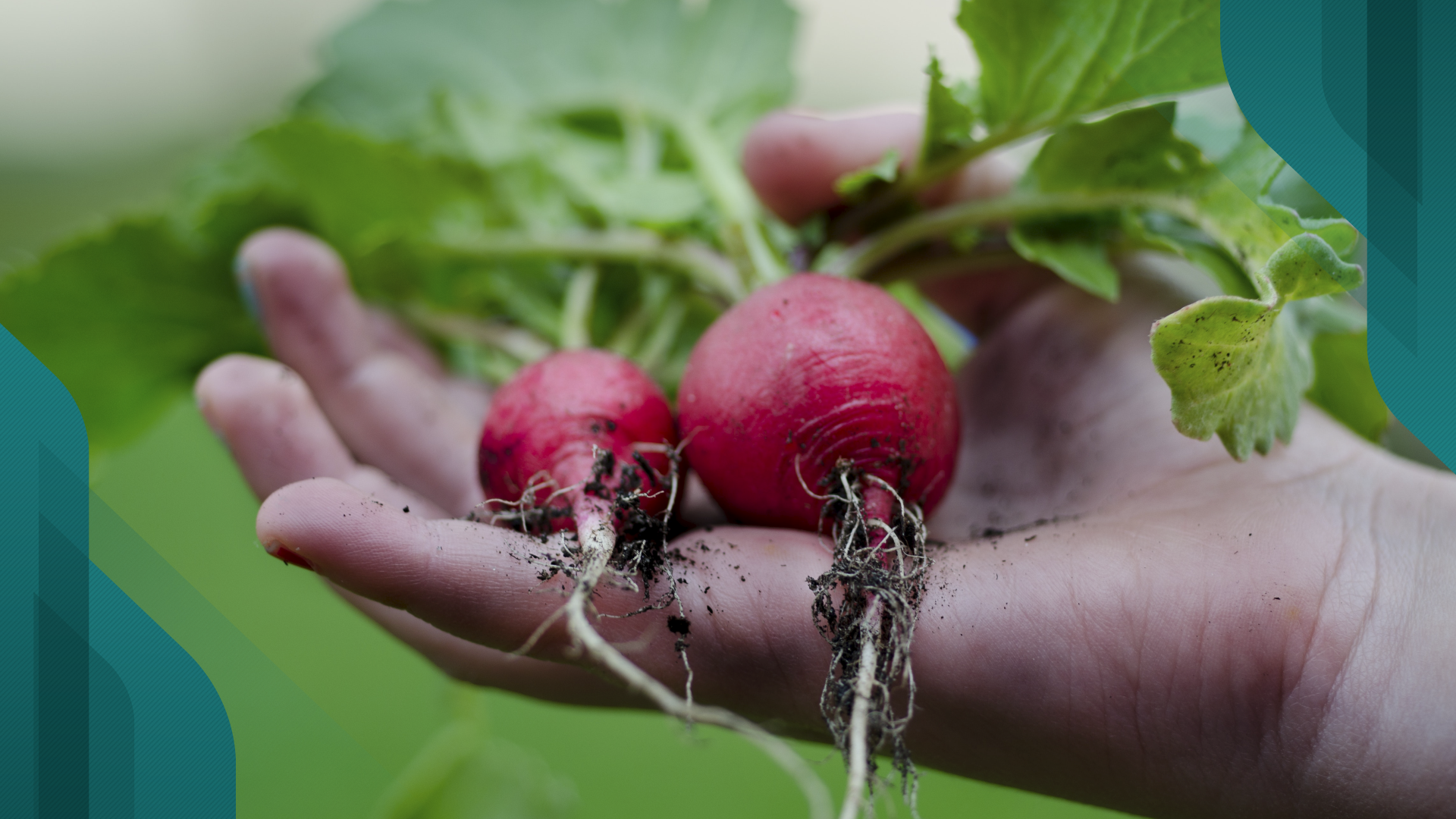 A horta colaborativa é uma das iniciativas relacionadas ao nosso compromisso com a sustentabilidade